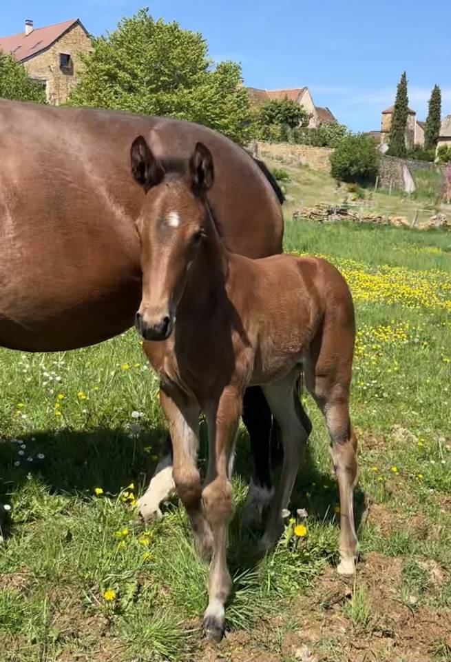 Filly Selle Fran&ccedil;ais For sale 2026 Bay