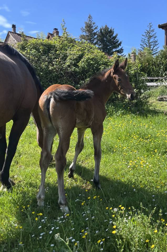 Filly Selle Fran&ccedil;ais For sale 2026 Bay