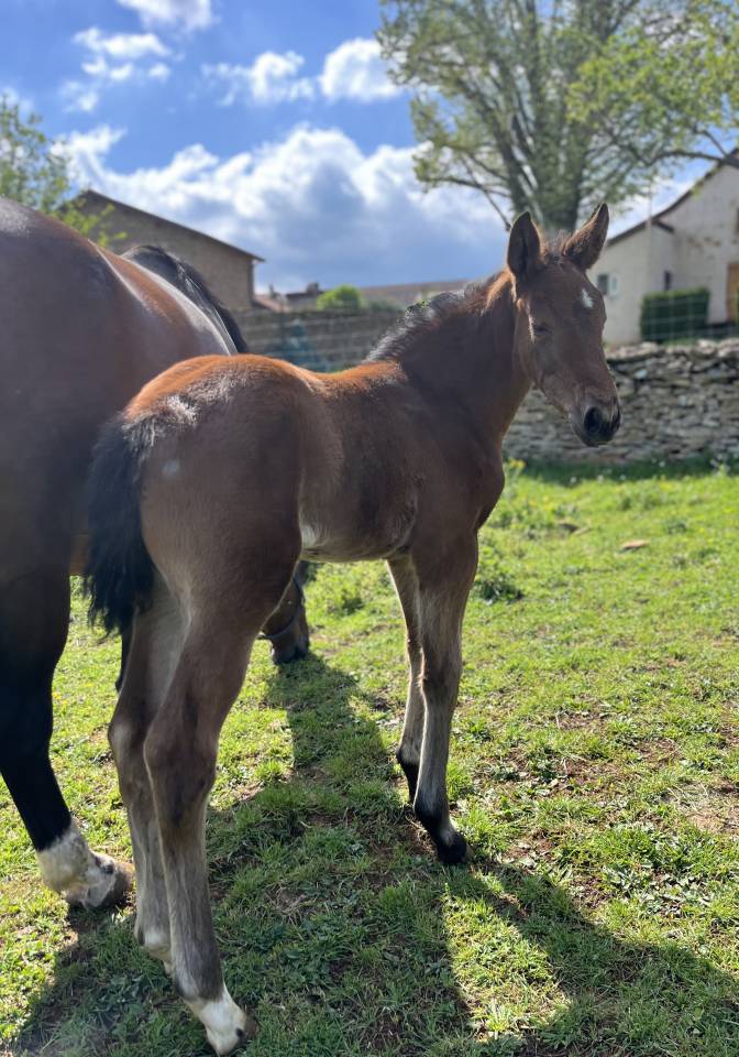 Filly Selle Fran&ccedil;ais For sale 2026 Bay