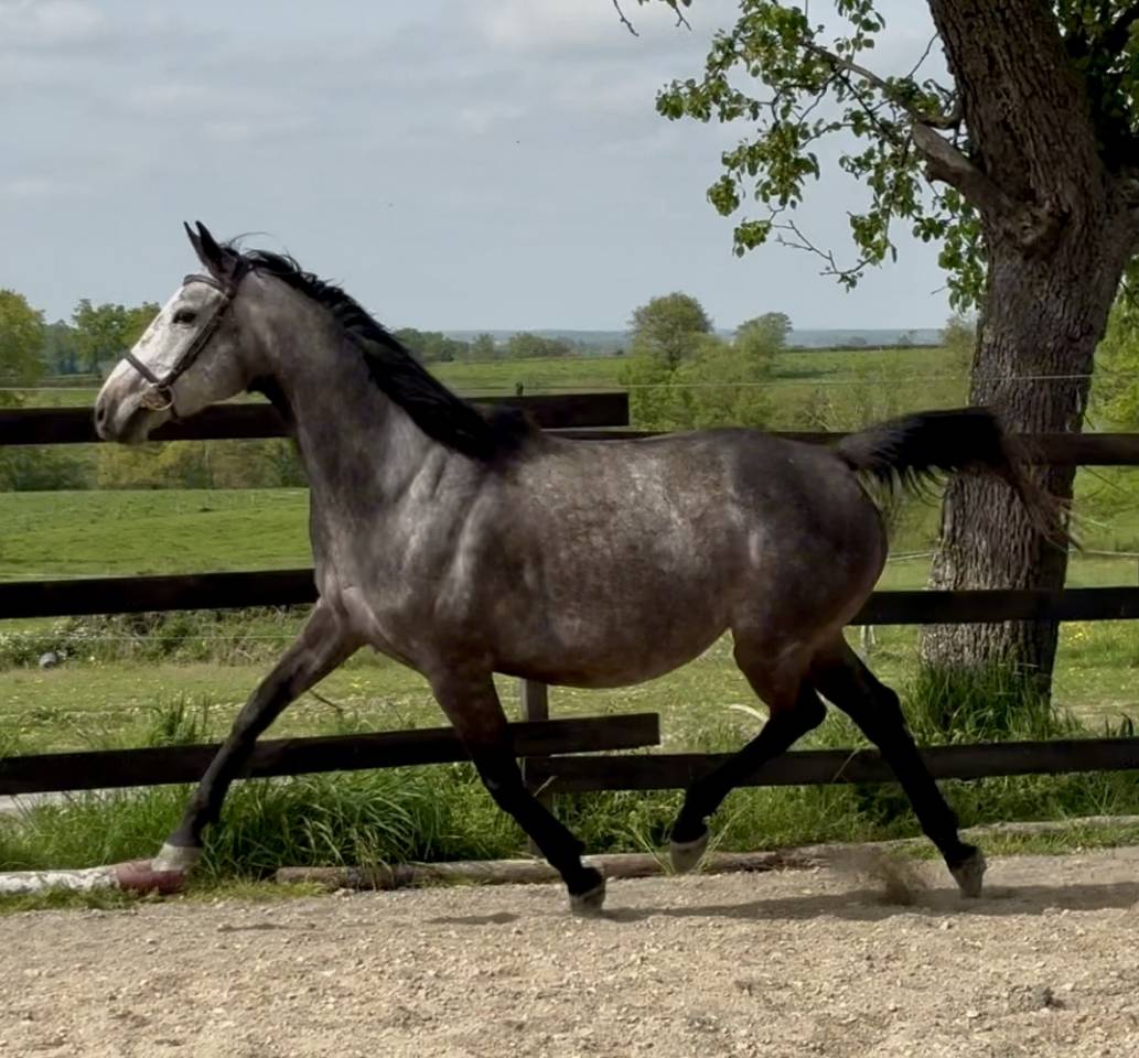 Broodmare Thoroughbred For sale 2020 Grey