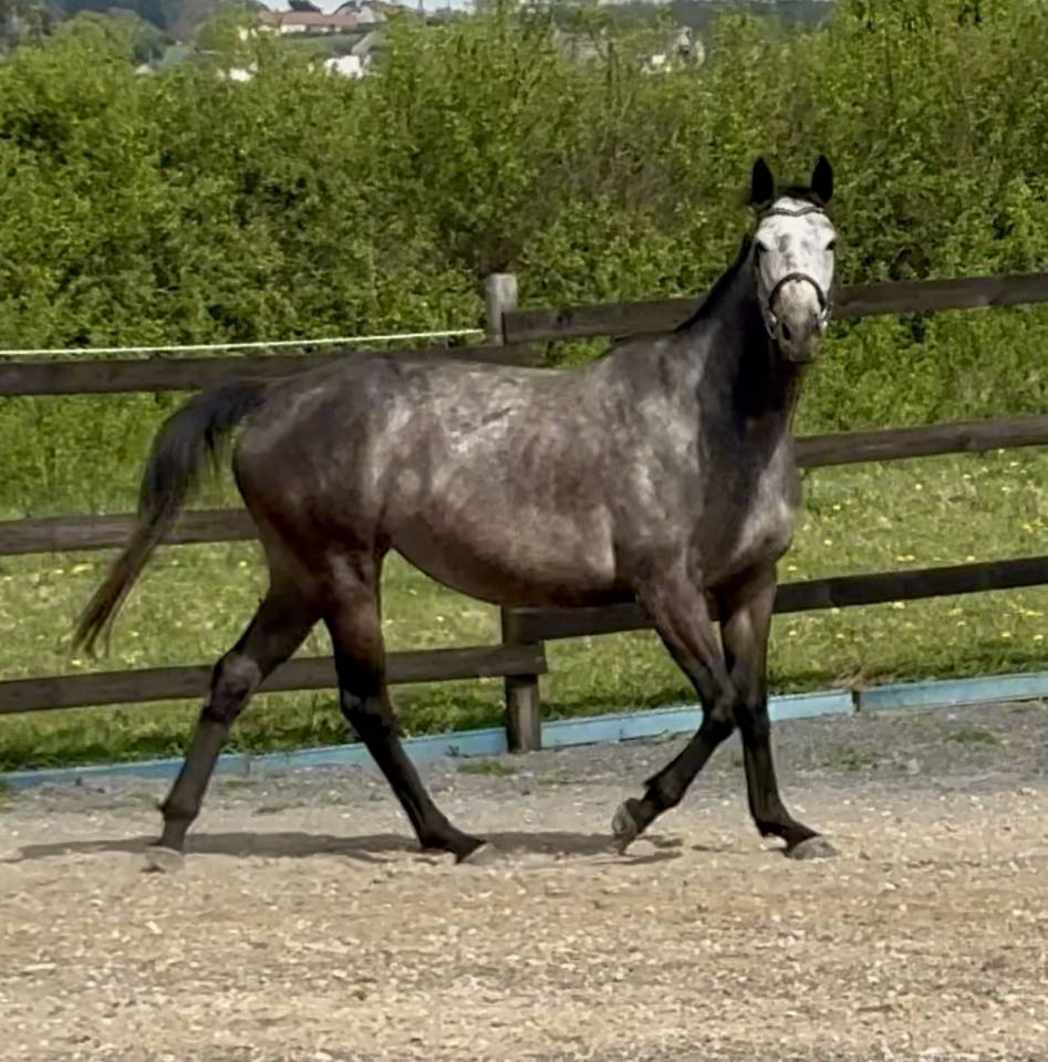 Broodmare Thoroughbred For sale 2020 Grey