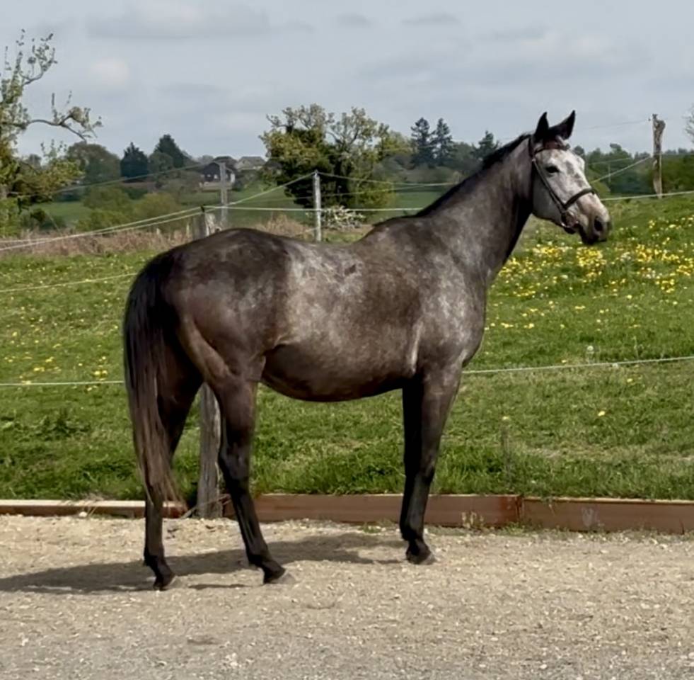 Broodmare Thoroughbred For sale 2020 Grey