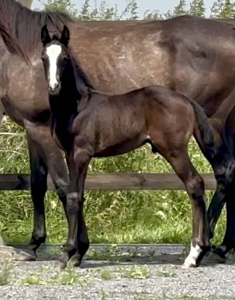 Broodmare Thoroughbred For sale 2020 Grey