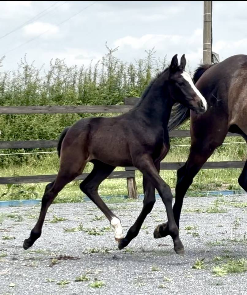 Broodmare Thoroughbred For sale 2020 Grey