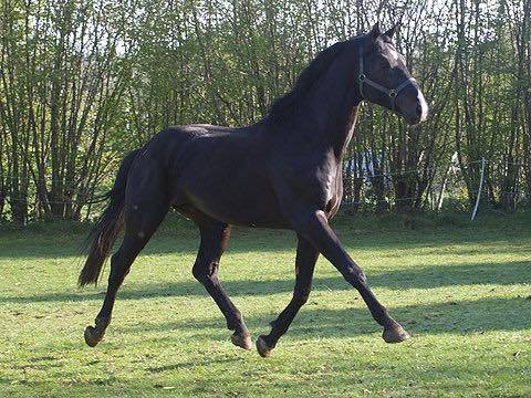 Broodmare Thoroughbred For sale 2020 Grey
