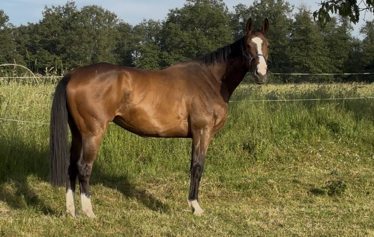 Gelding Thoroughbred For sale 2019 Bay