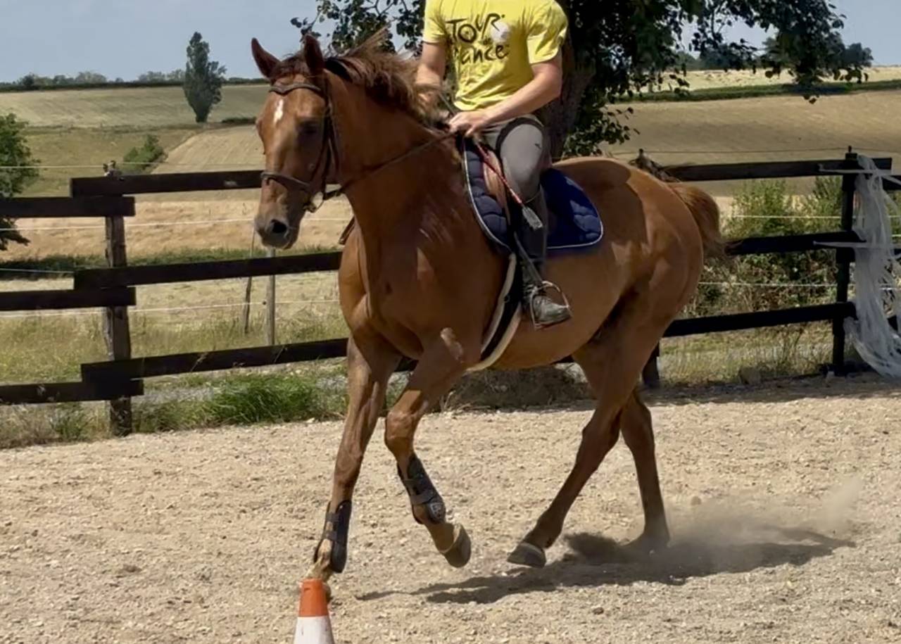 Gelding AQPS For sale 2018 Chesnut