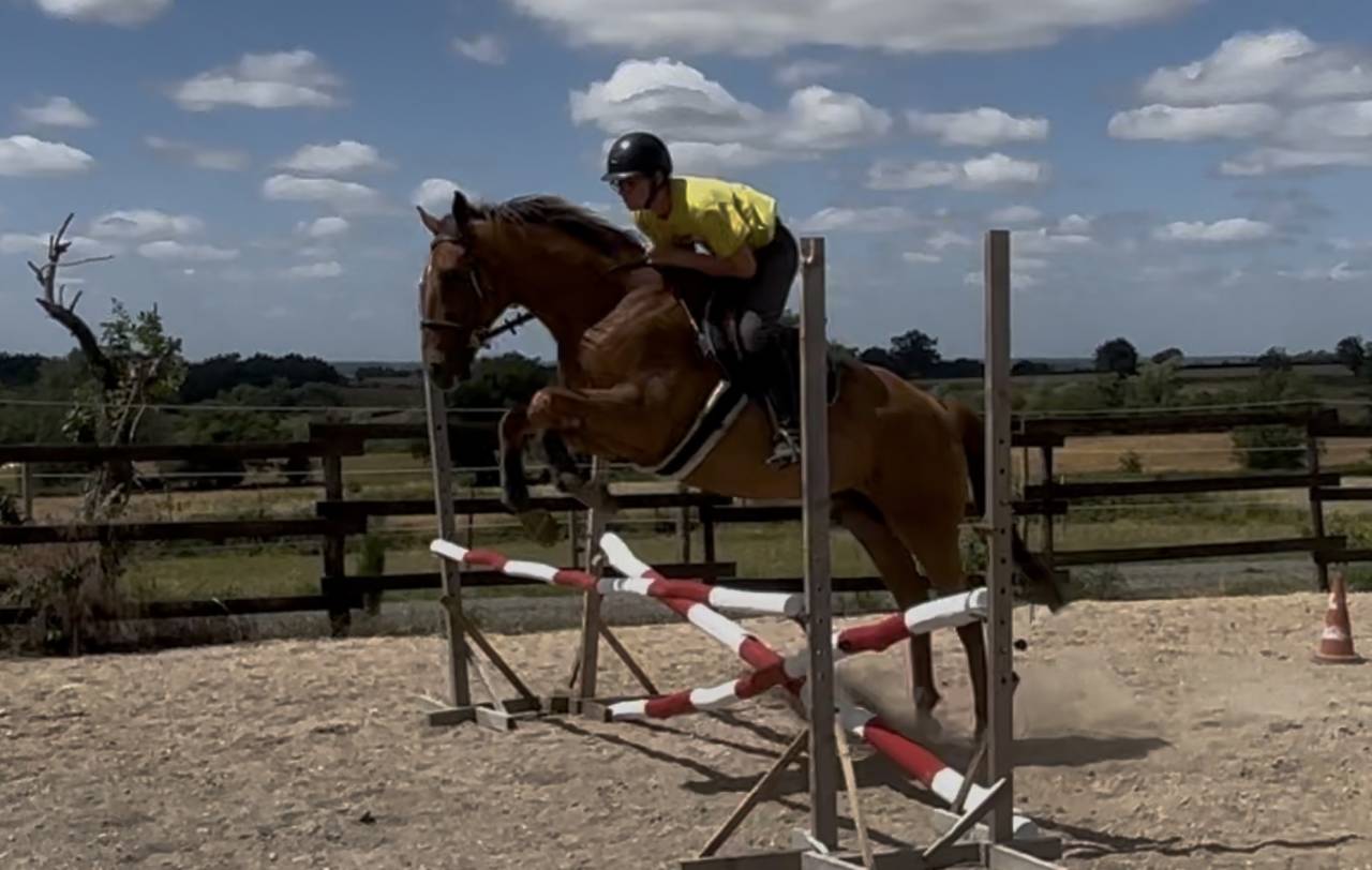Gelding AQPS For sale 2018 Chesnut