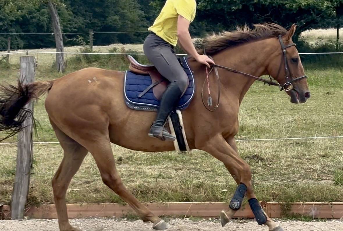 Gelding AQPS For sale 2018 Chesnut