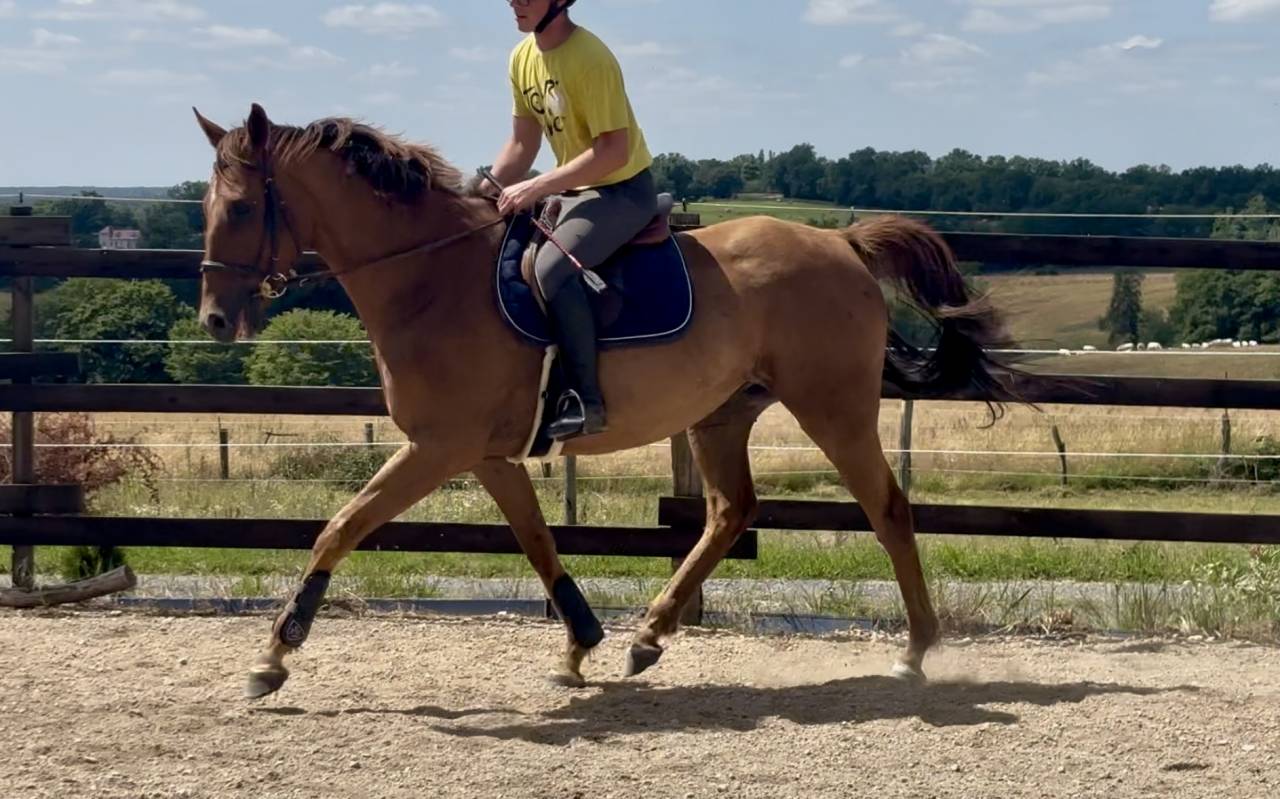 Gelding AQPS For sale 2018 Chesnut