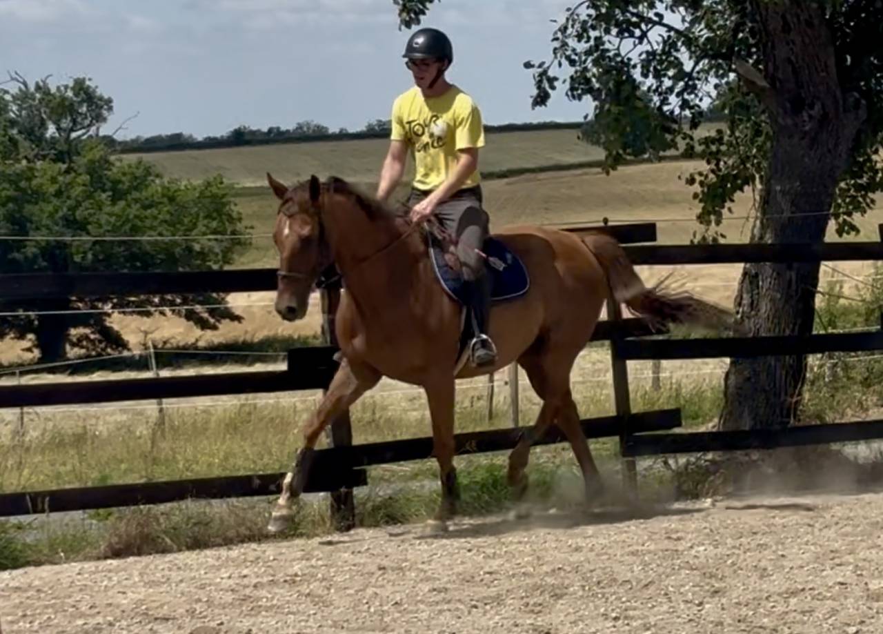 Gelding AQPS For sale 2018 Chesnut