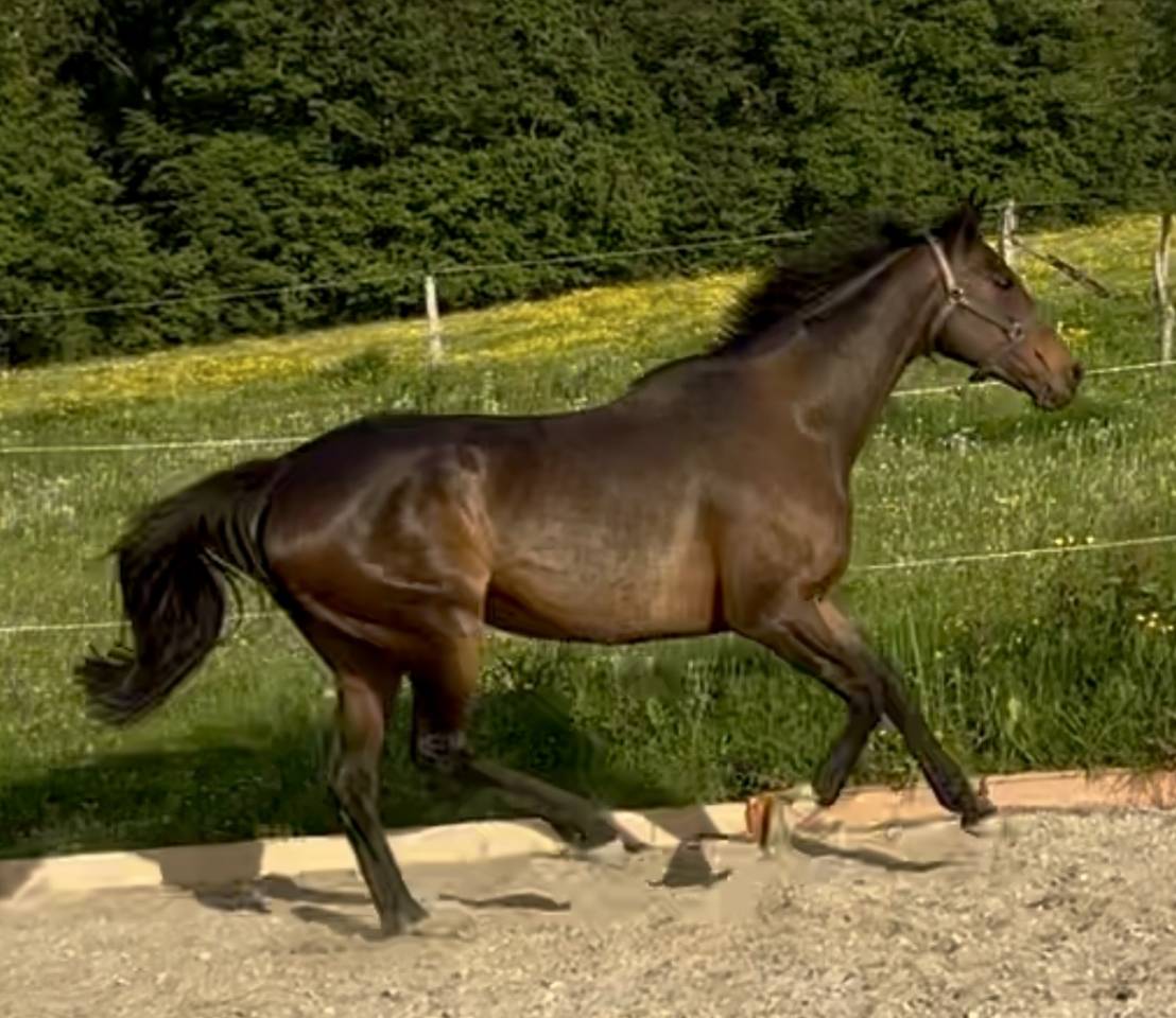 Broodmare English Thoroughbred For sale 2015 Dark Bay