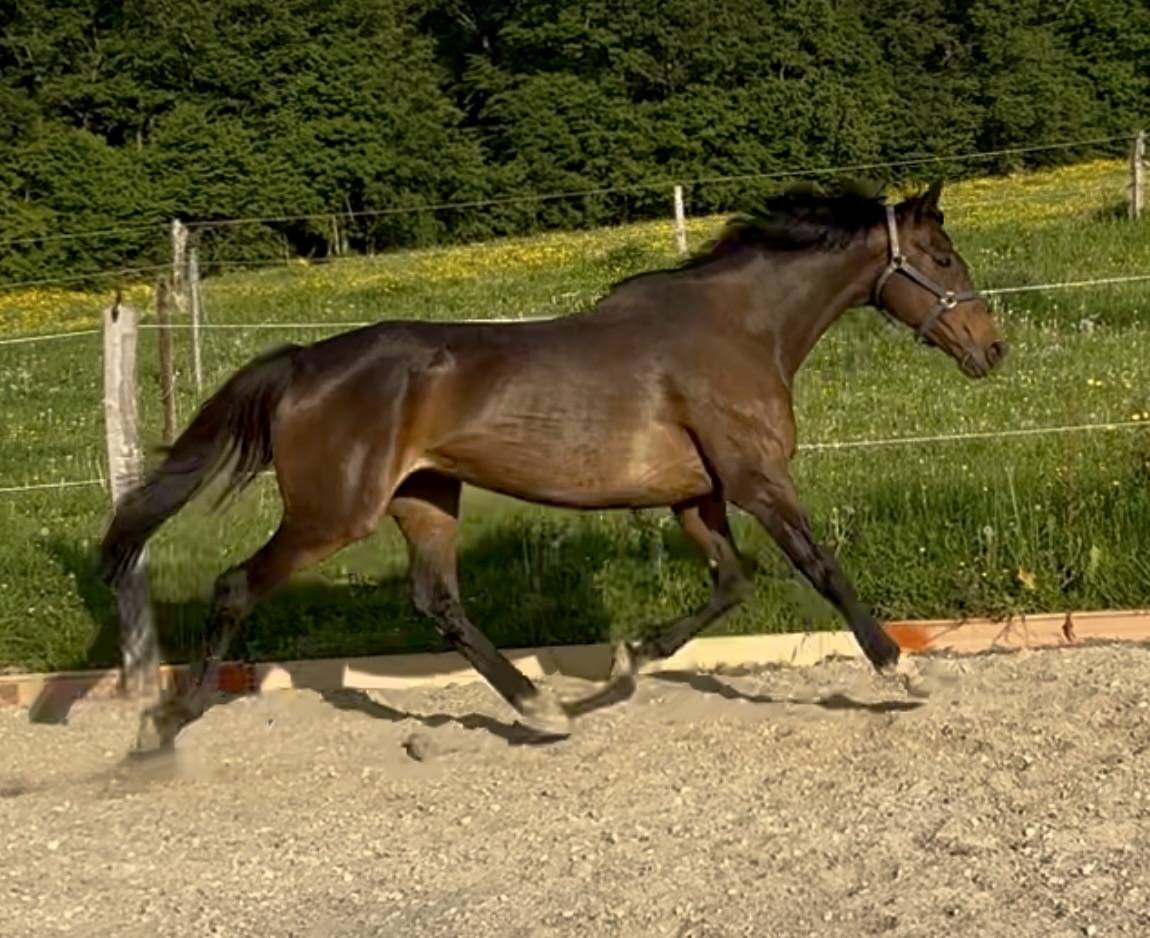 Broodmare English Thoroughbred For sale 2015 Dark Bay
