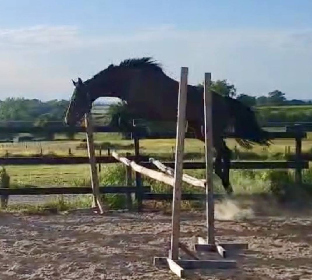 Broodmare English Thoroughbred For sale 2015 Dark Bay
