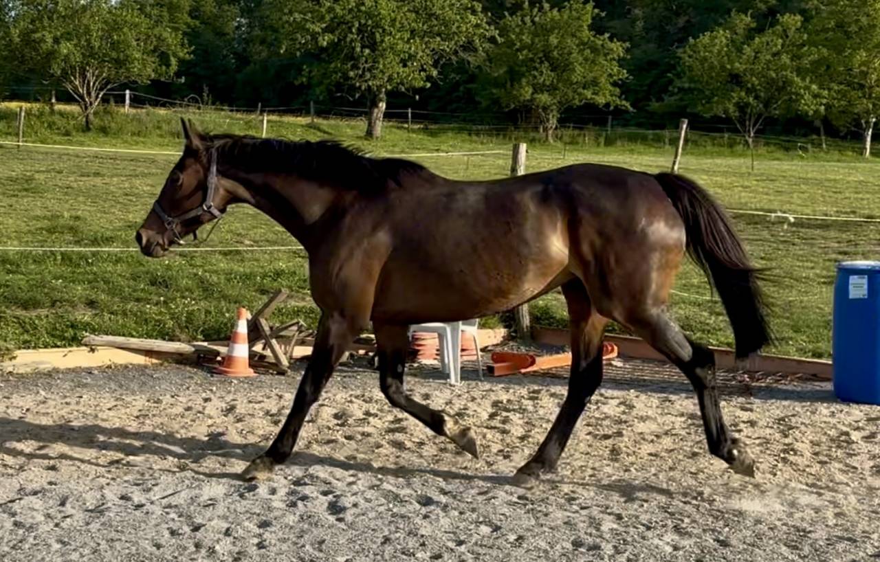 Broodmare English Thoroughbred For sale 2015 Dark Bay