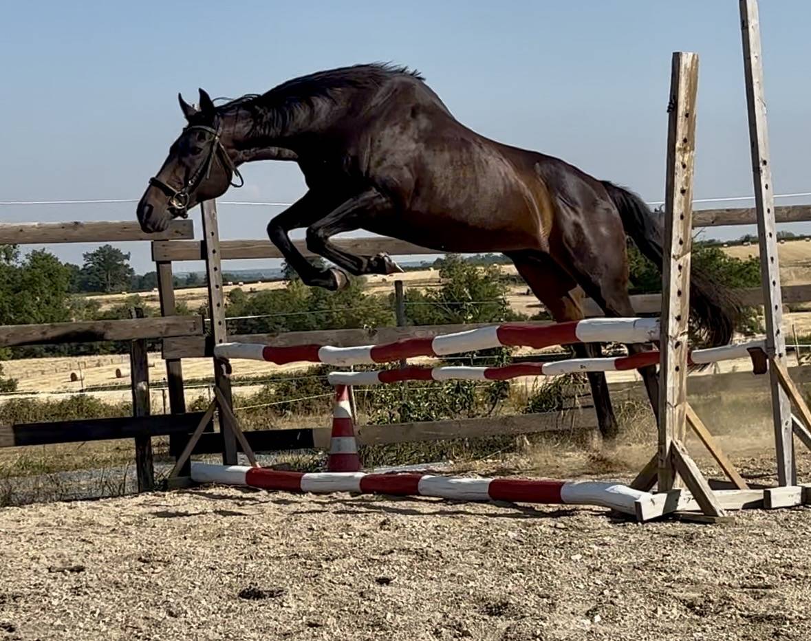 Mare English Thoroughbred For sale 2015 Dark Bay