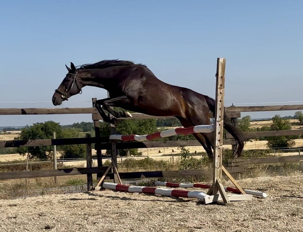 Mare English Thoroughbred For sale 2015 Dark Bay