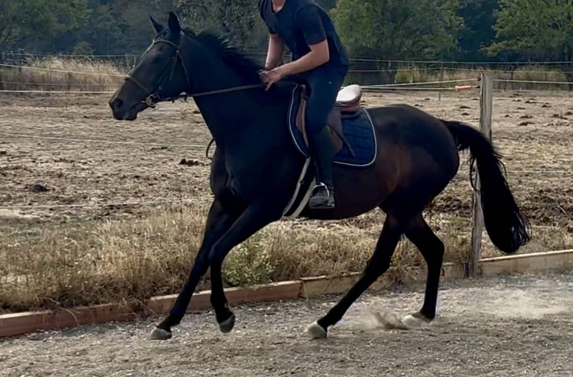 Mare English Thoroughbred For sale 2015 Dark Bay
