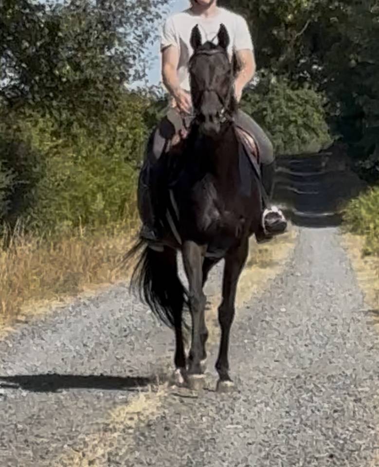 Mare English Thoroughbred For sale 2015 Dark Bay
