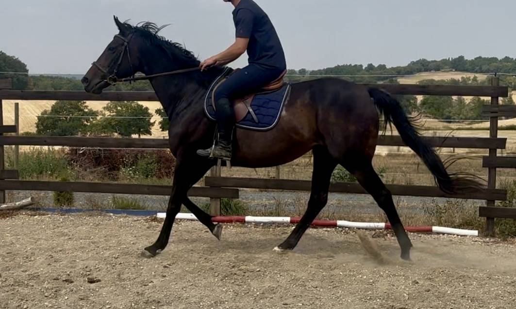 Mare English Thoroughbred For sale 2015 Dark Bay