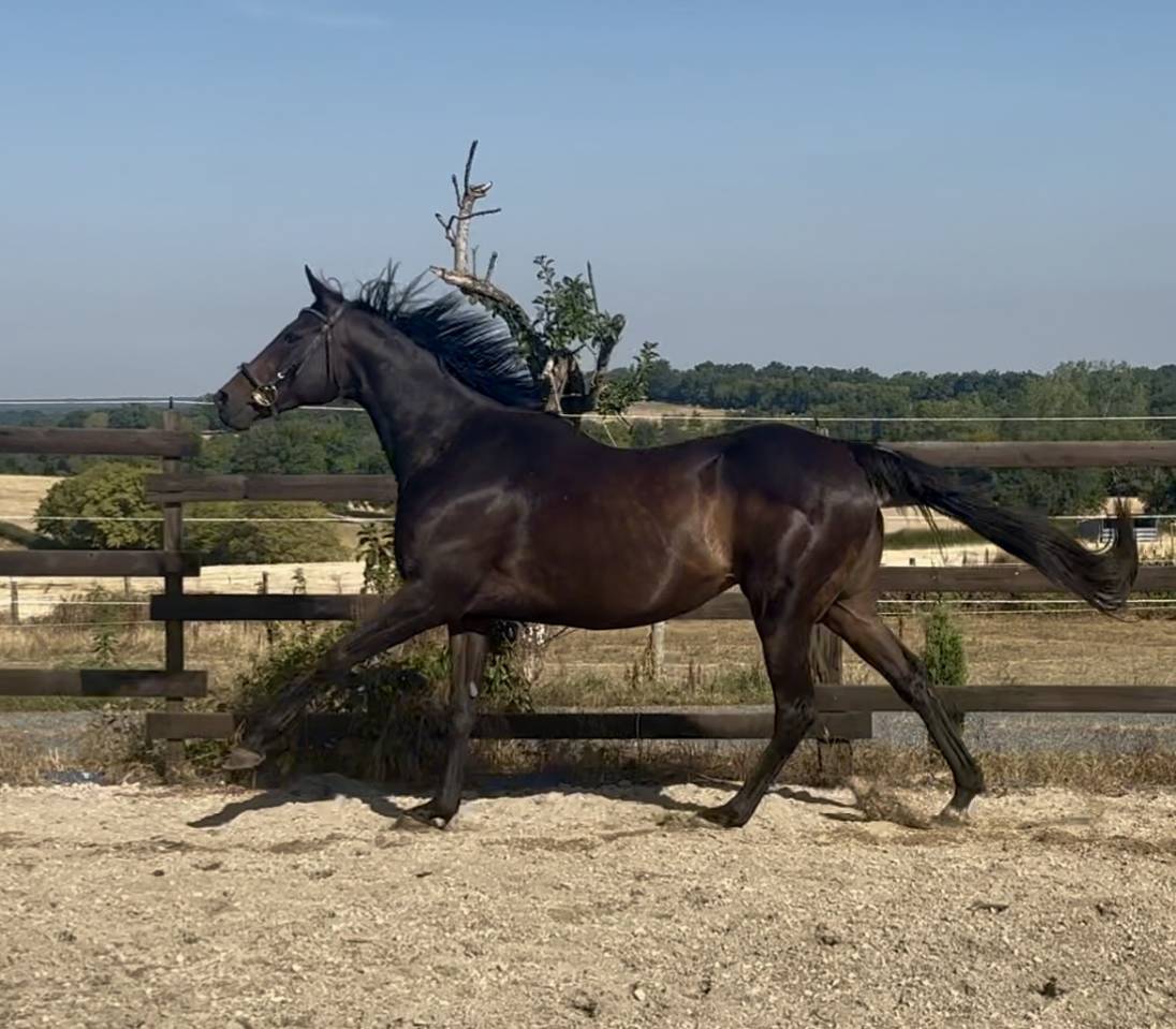 Mare English Thoroughbred For sale 2015 Dark Bay