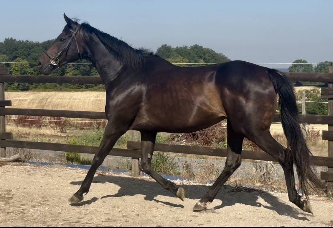 Mare English Thoroughbred For sale 2015 Dark Bay