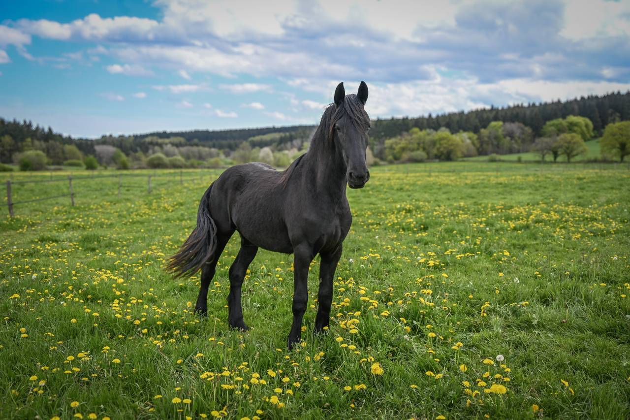 Filly Friesian For sale 2024 Black