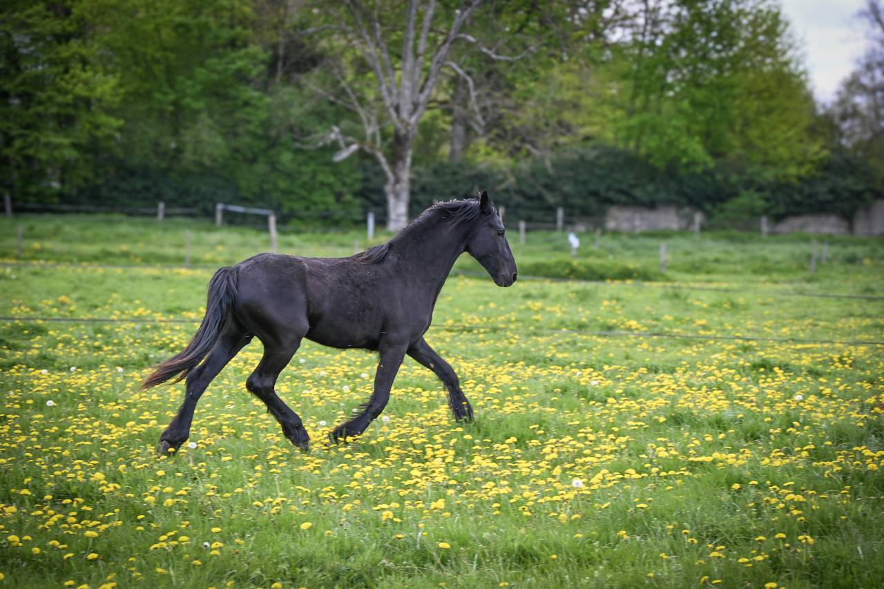 Filly Friesian For sale 2024 Black