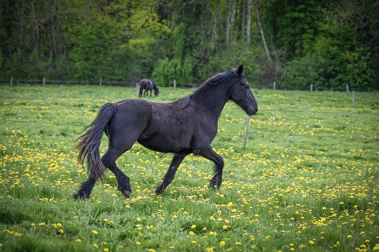 Filly Friesian For sale 2024 Black