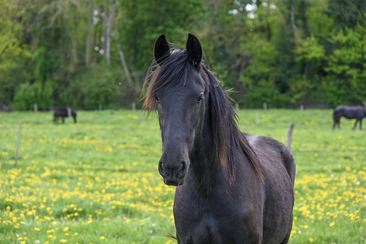 Filly Friesian For sale 2024 Black