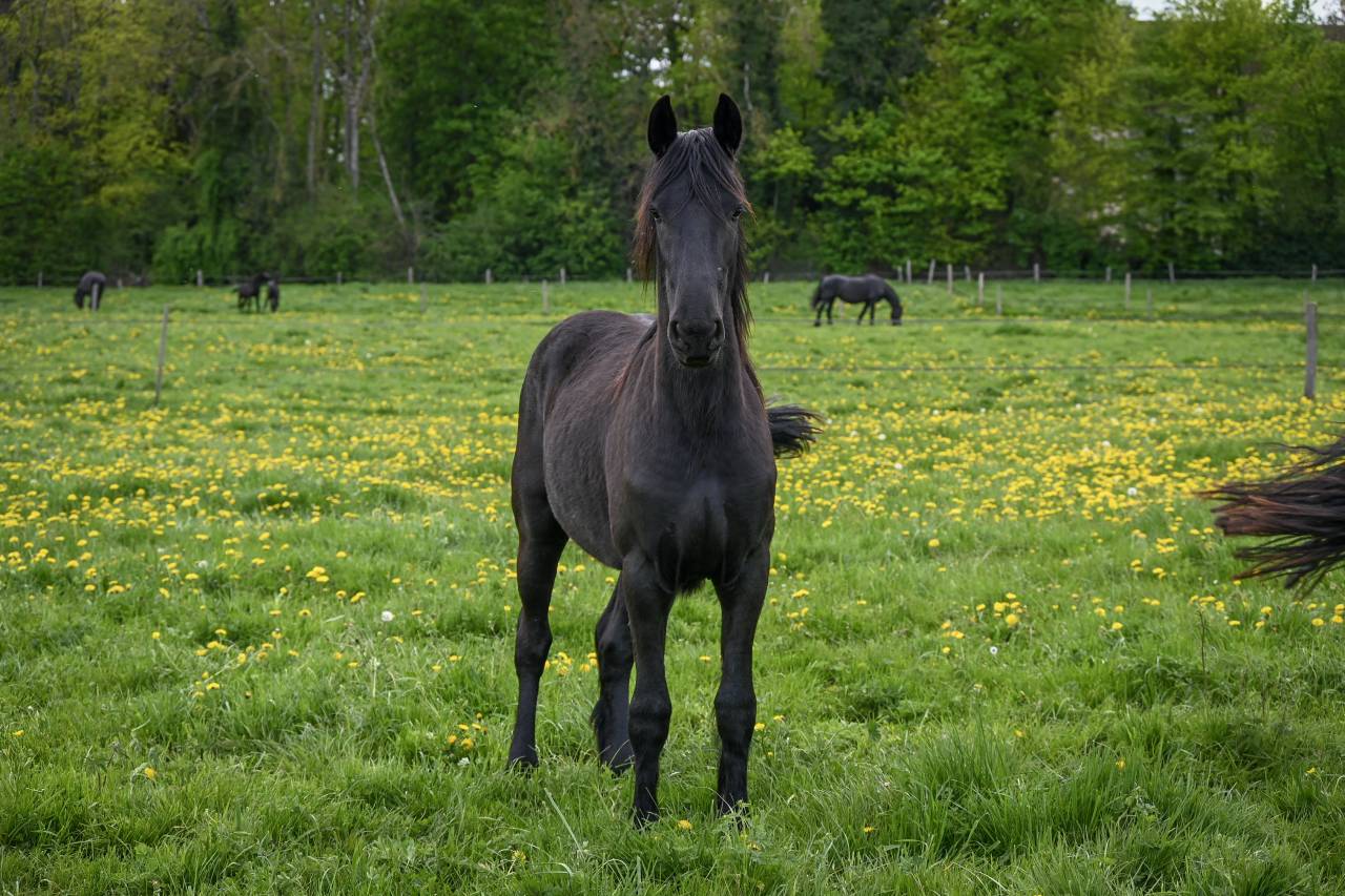 Filly Friesian For sale 2024 Black