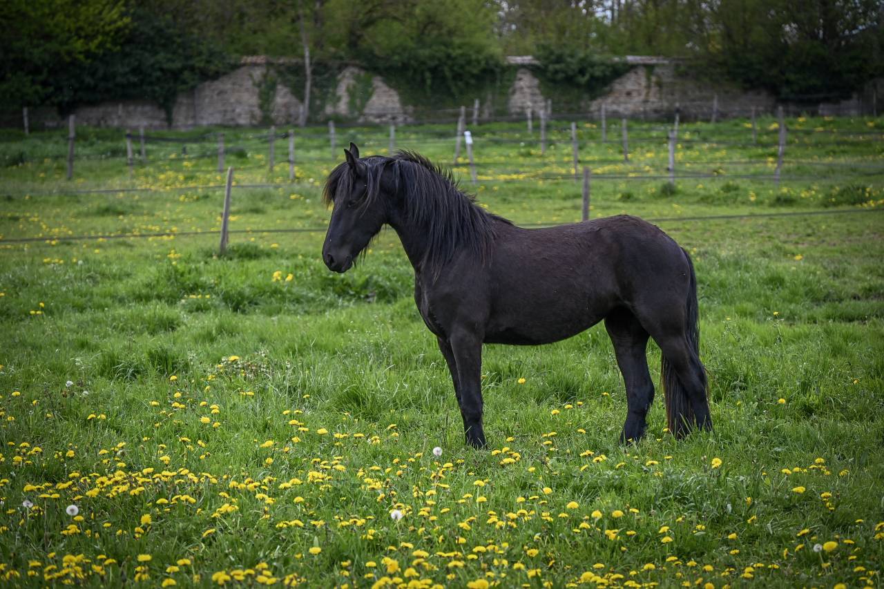 Filly Friesian For sale 2024 Black