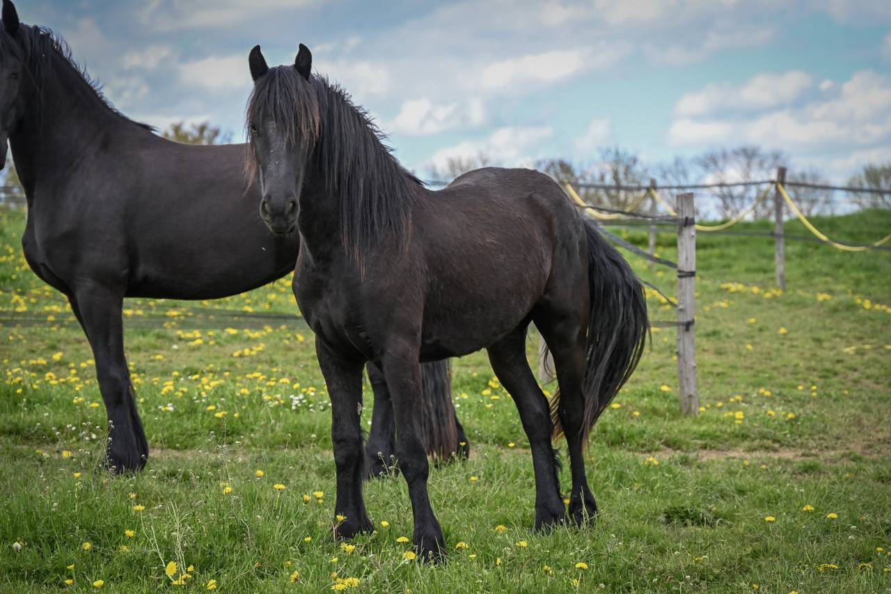 Filly Friesian For sale 2024 Black