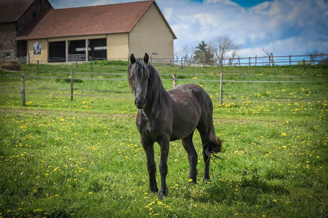 Filly Friesian For sale 2024 Black