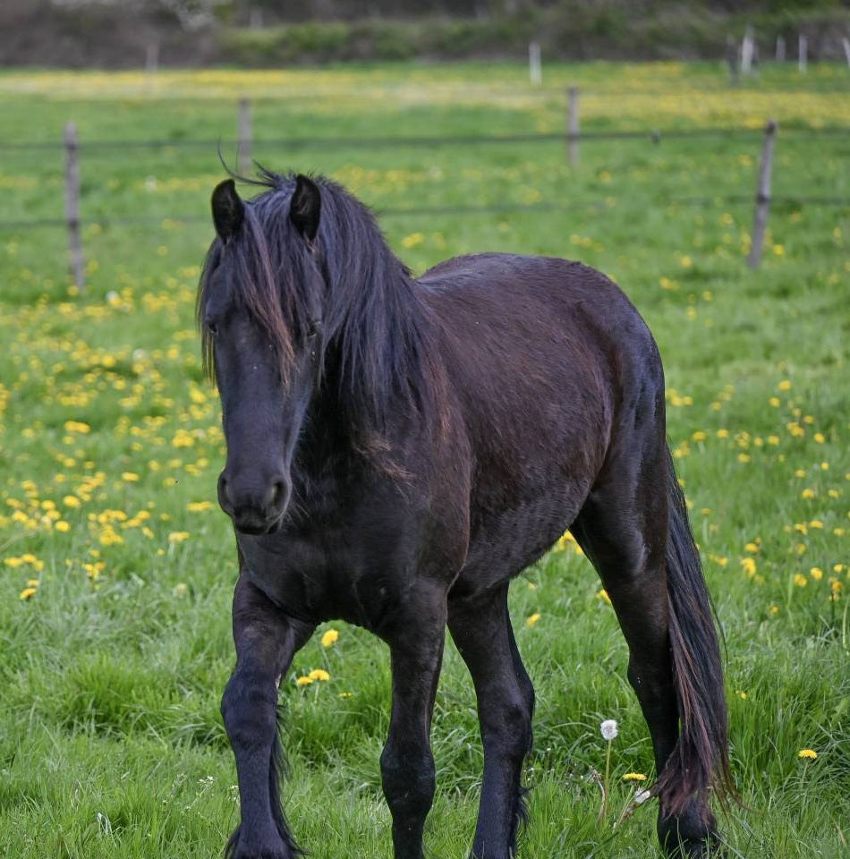 Filly Friesian For sale 2024 Black