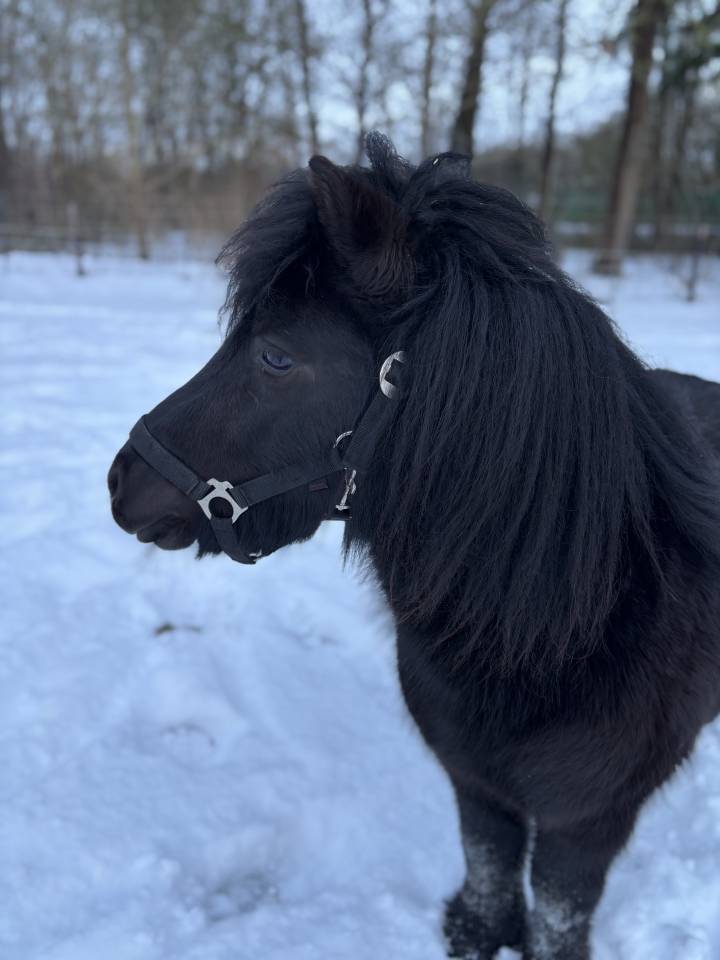 Remmert v. 't Broekland - Shetland Pony 2022 by Dietlof v. Veldzicht