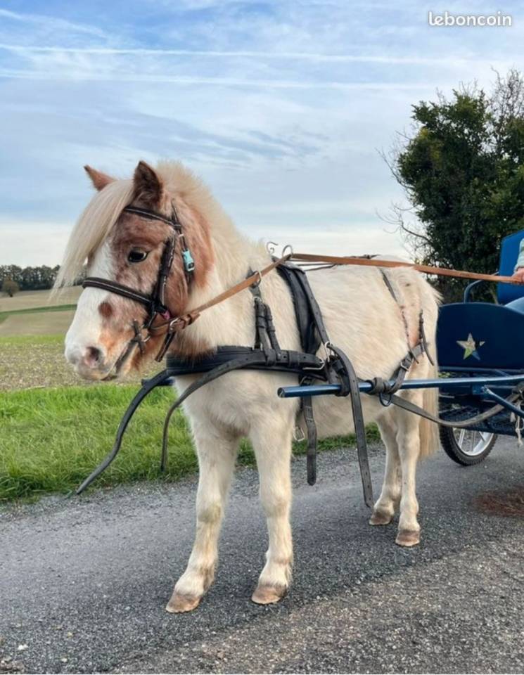 Gelding Shetland Pony For sale 2023 Coloured
