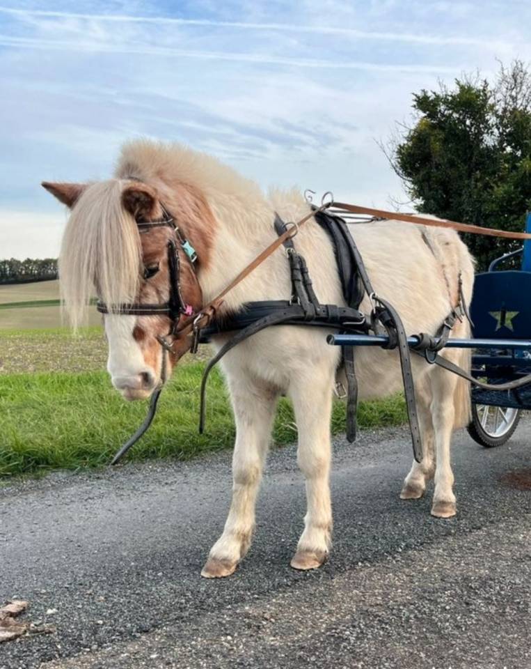 Gelding Shetland Pony For sale 2023 Coloured