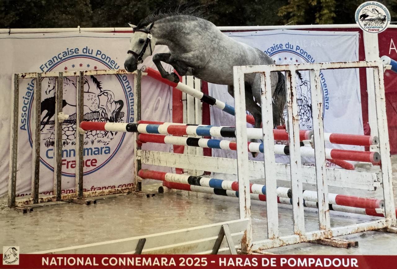 Mare Connemara For sale 2023 Buckskin