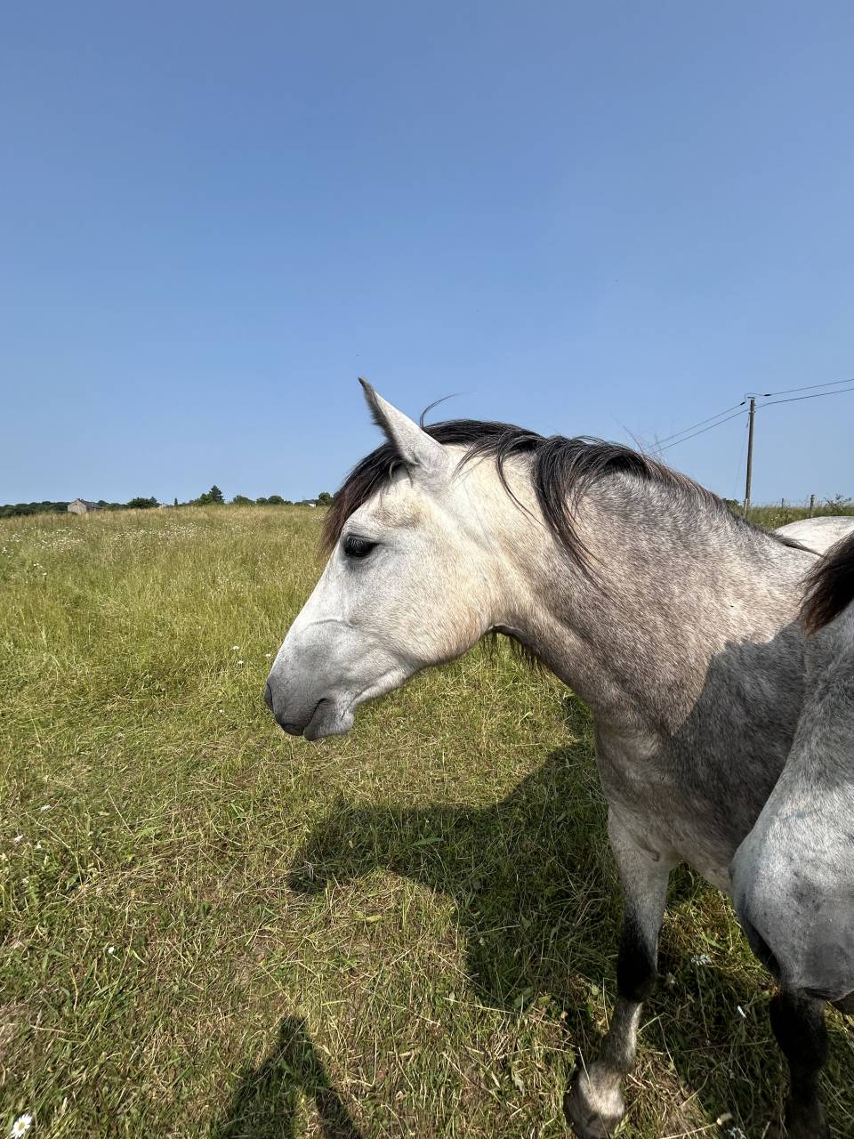 Mare Connemara For sale 2023 Buckskin
