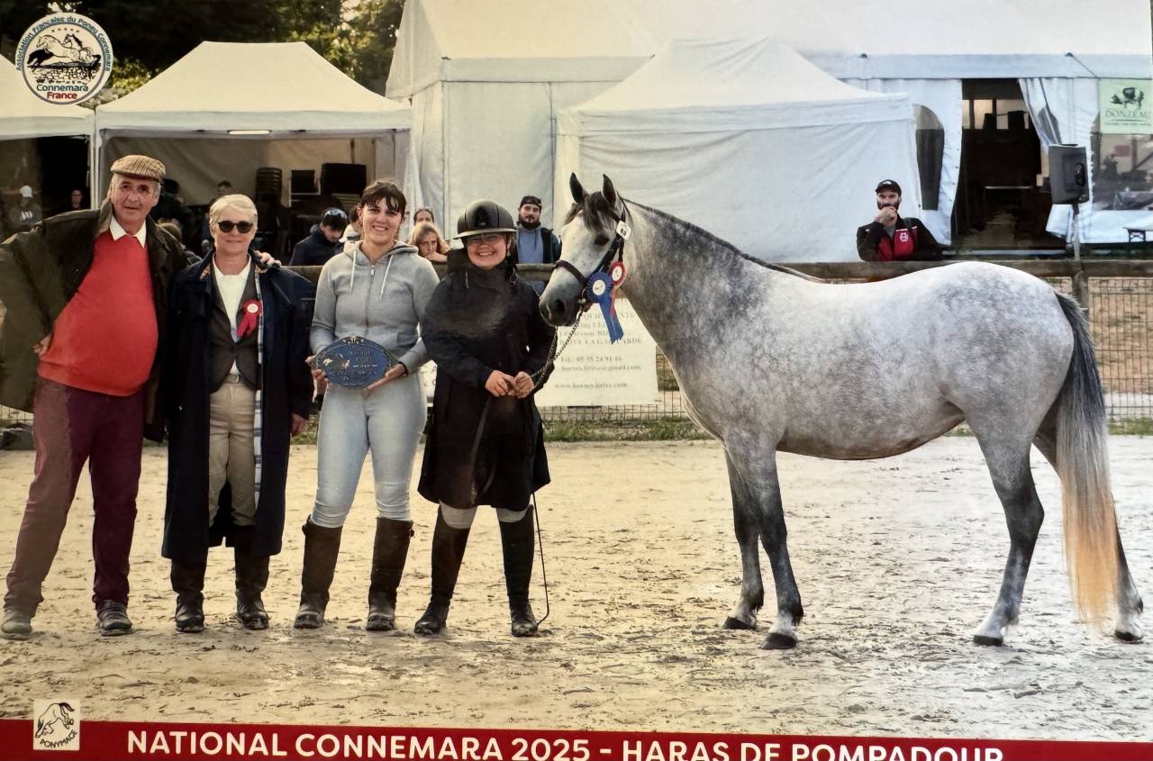 Mare Connemara For sale 2023 Buckskin