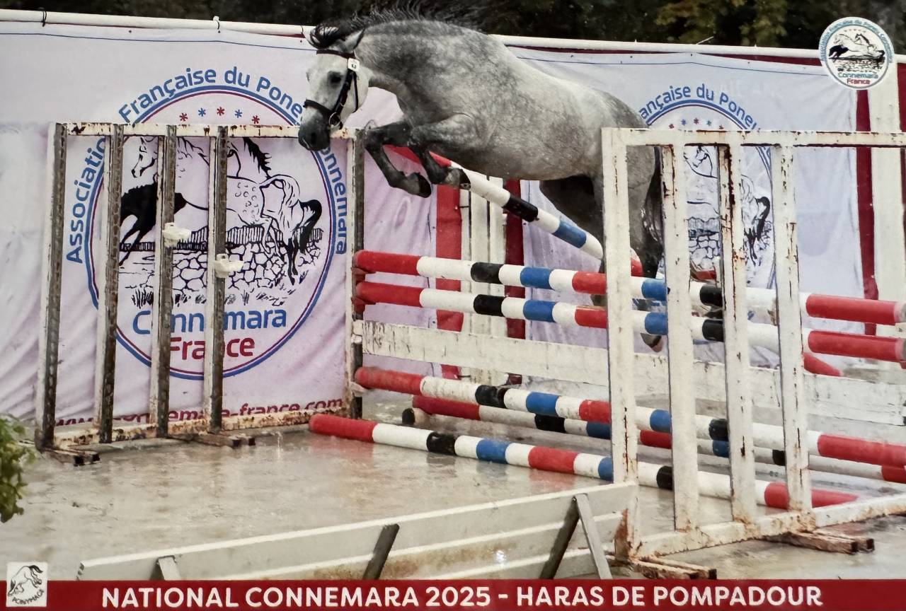 Mare Connemara For sale 2023 Buckskin