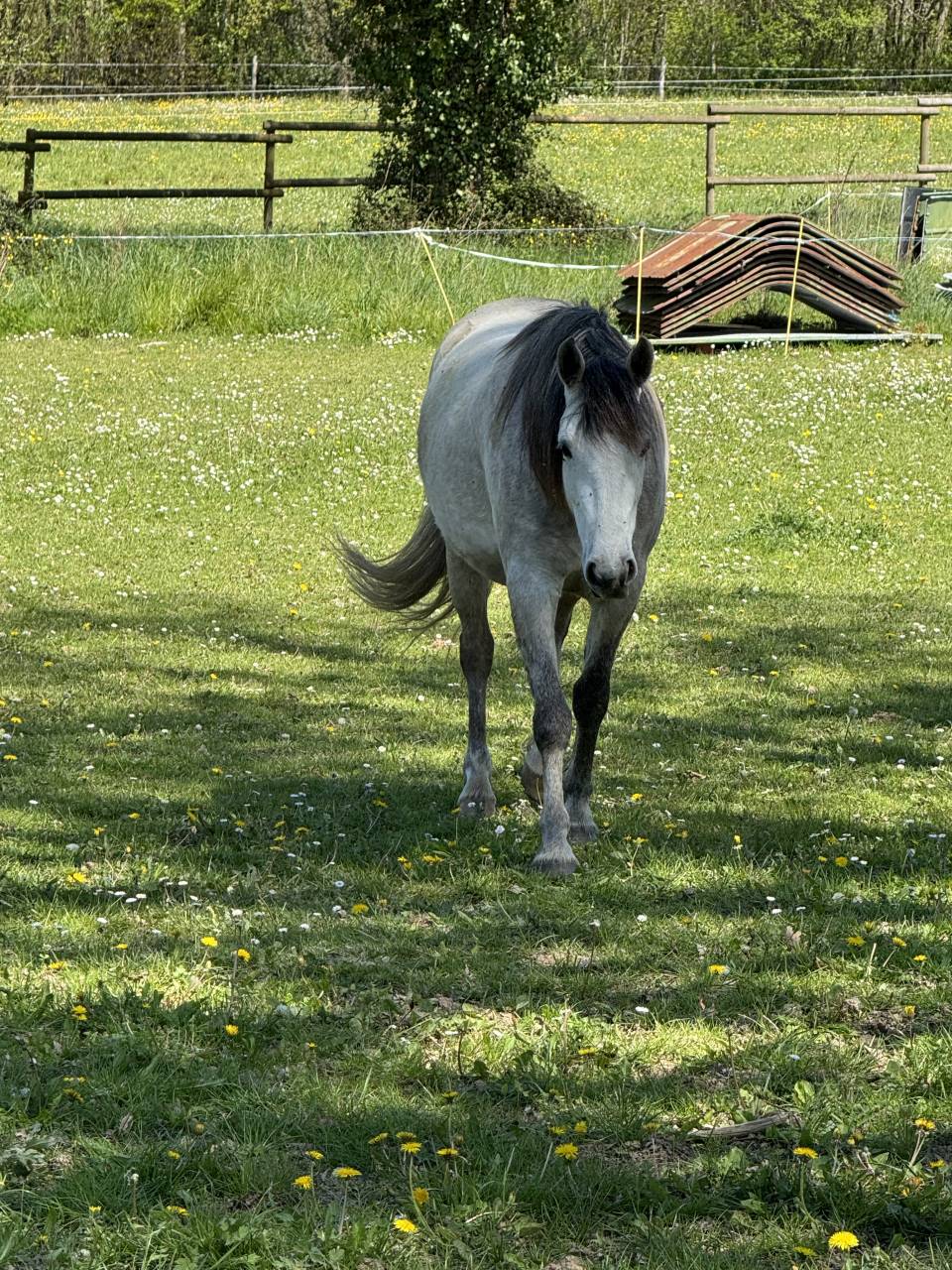 Mare Connemara For sale 2023 Buckskin
