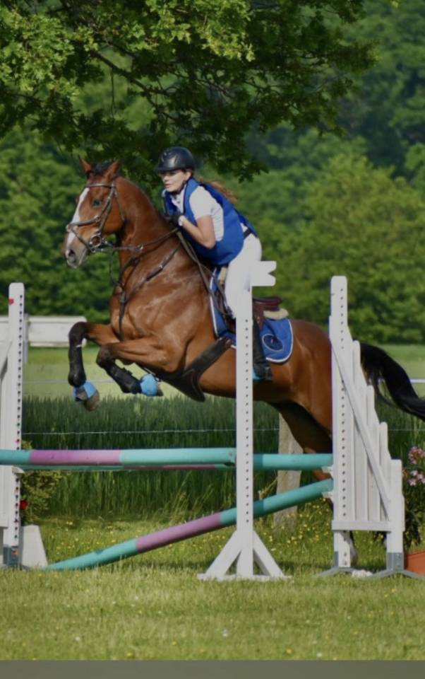 Gelding Anglo-Arabian For sale 2015 Bay