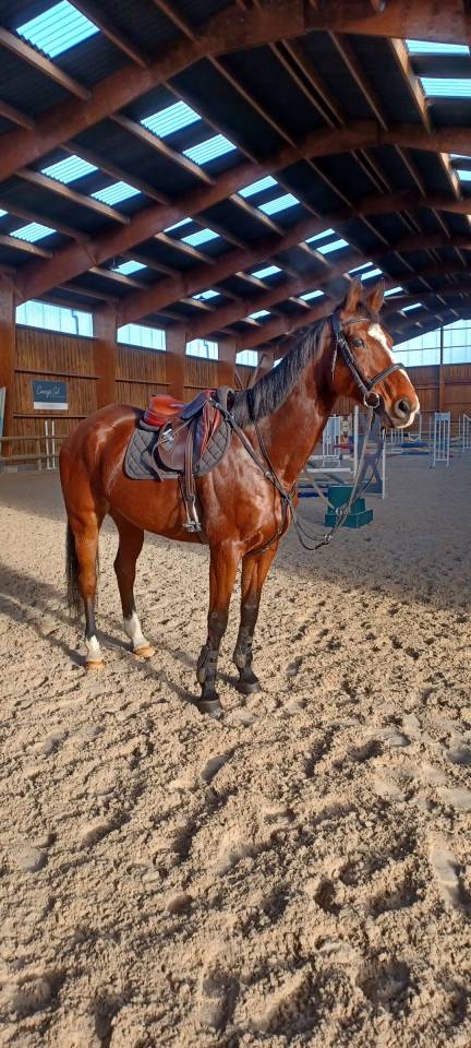 Gelding Anglo-Arabian For sale 2015 Bay