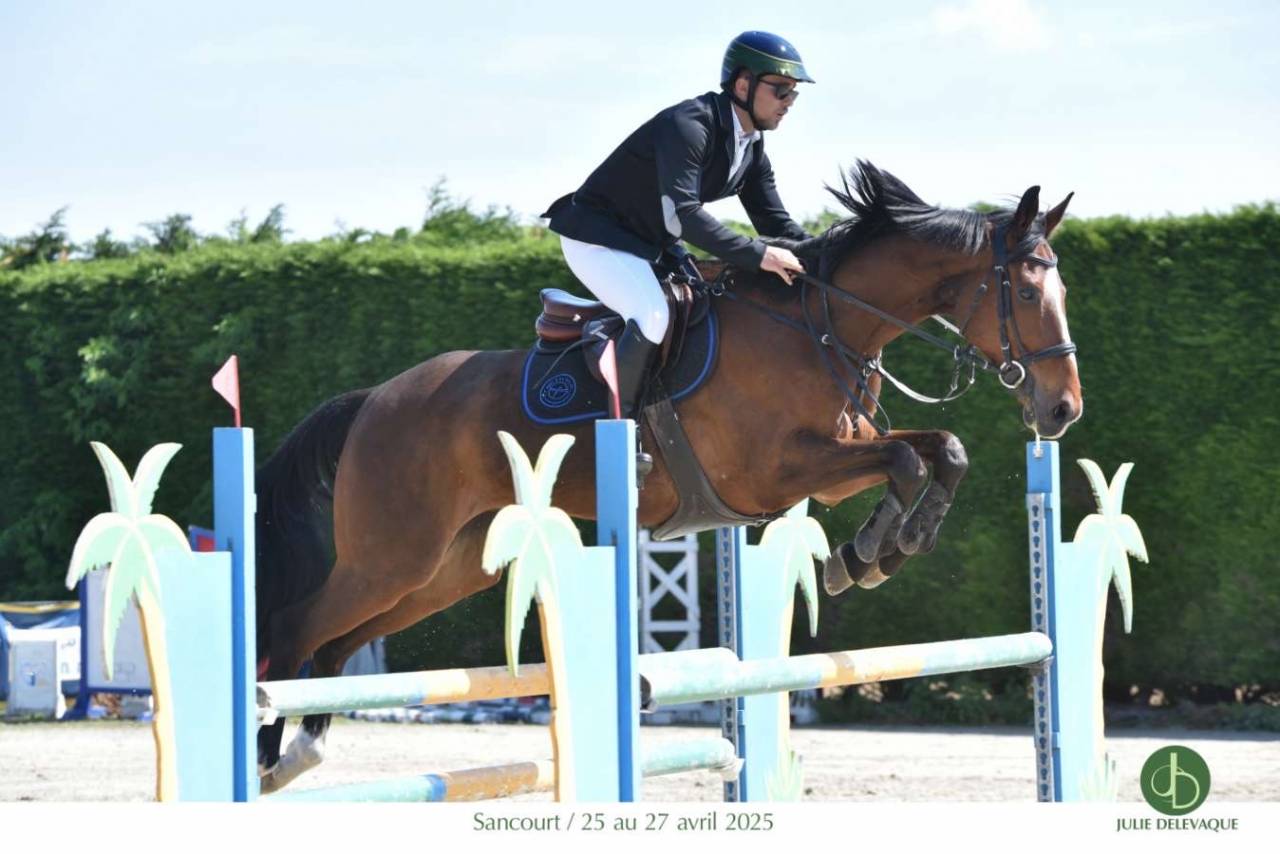 Gelding Anglo-Arabian For sale 2015 Bay