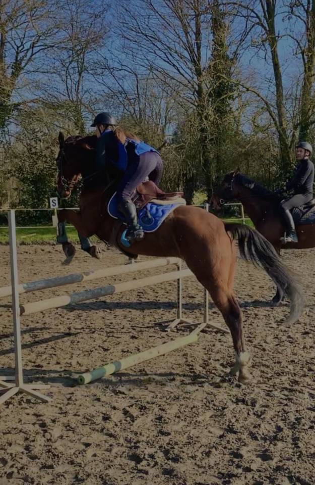 Gelding Anglo-Arabian For sale 2015 Bay
