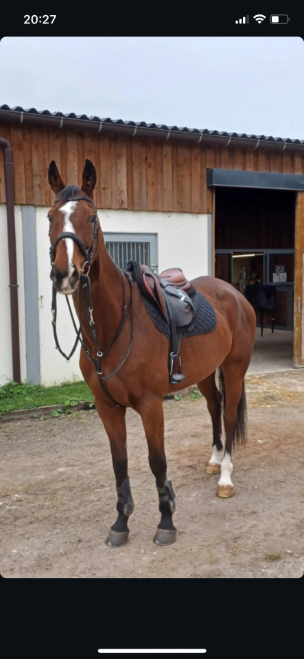 Gelding Anglo-Arabian For sale 2015 Bay
