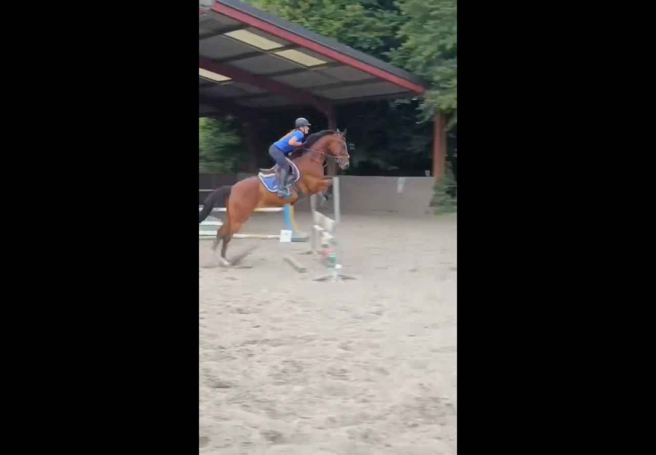 Gelding Anglo-Arabian For sale 2015 Bay