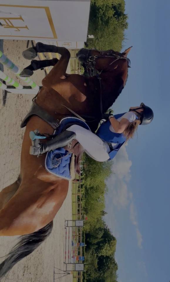 Gelding Anglo-Arabian For sale 2015 Bay